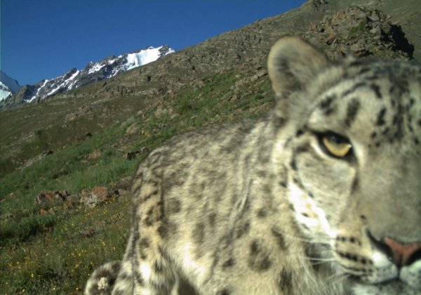 Снежный Барс фотоловушка