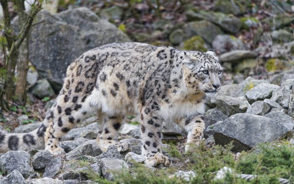 Снежный Барс Ирбис