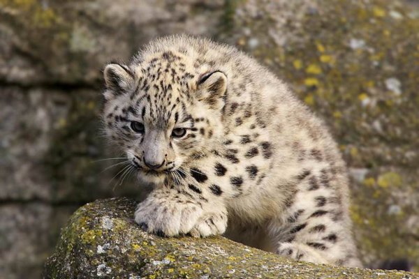 Катунский снежный Барс Ирбис