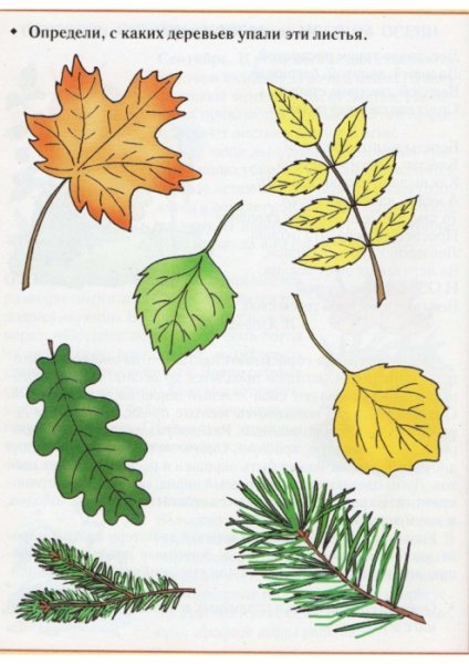 Узнай с какого дерева лист