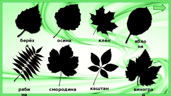 Листья разных растений