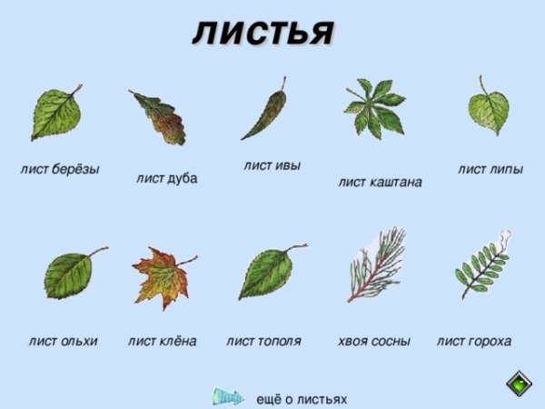 Комплект картинок деревьев с названиями и листьями для дошкольников и младших школьников