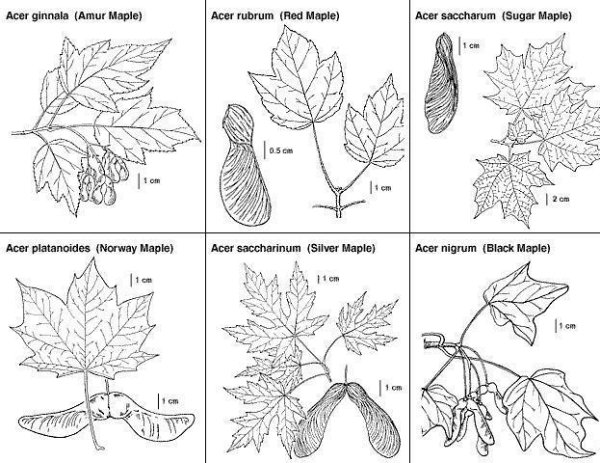 Описание листа клена ботаника