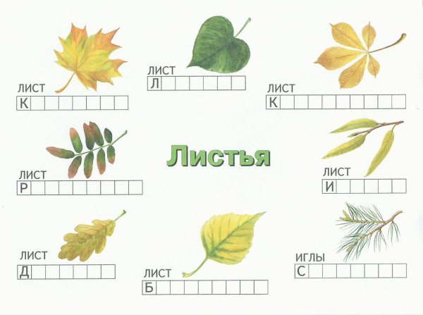Листья деревьев с названиями