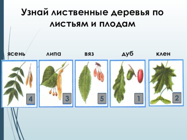 Ясень клен липа плоды 2 класс окружающий мир