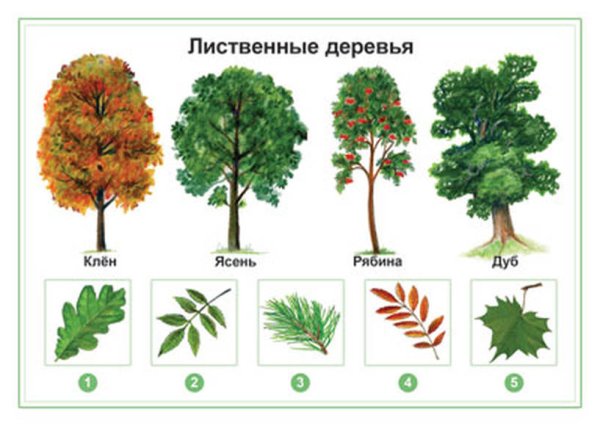 Лиственные деревья для детей