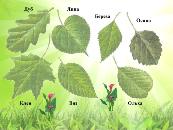 Дуб, липа, Тополь, береза, осина