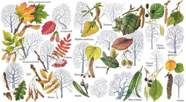 Лиственные деревья и их листья