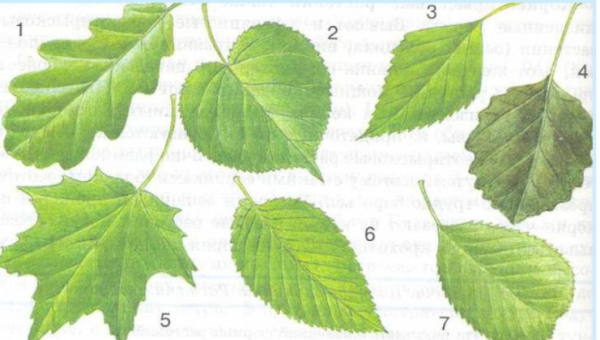 Лист дуба березы клена осины