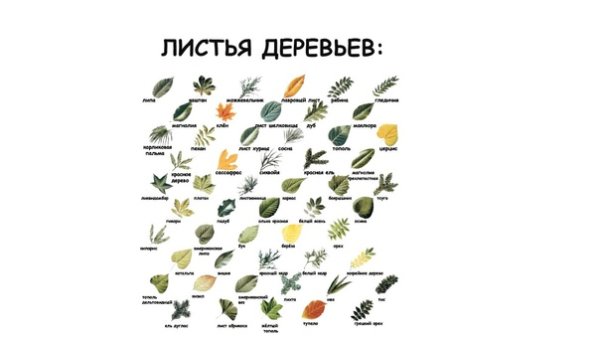 Листья деревьев и кустарников