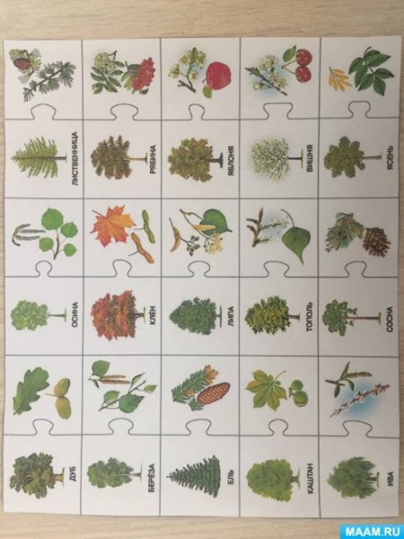 Игра «с какого дерева листок», детей 5-6 лет