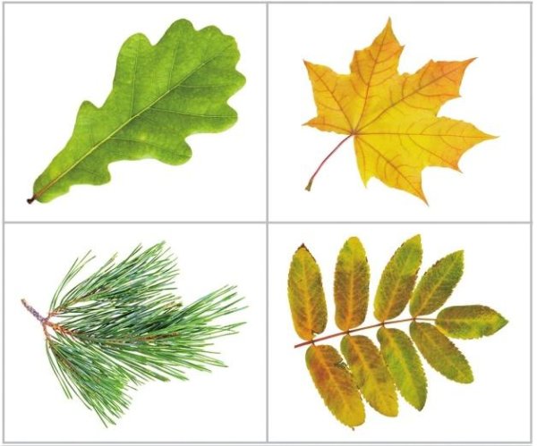 Листья деревьев для детей