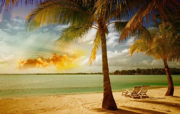 Обои пальмы