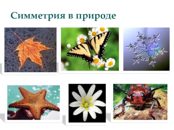 Симметрия в окружающем мире