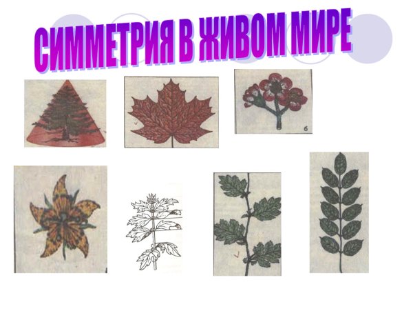 Симметрия в окружающем мире