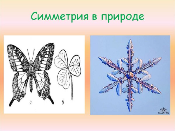 Двулучевая симметрия в природе