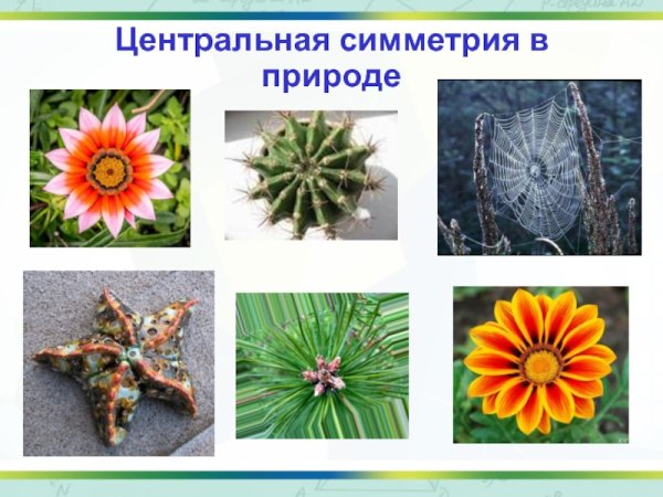 Центральная симметрия в живой природе
