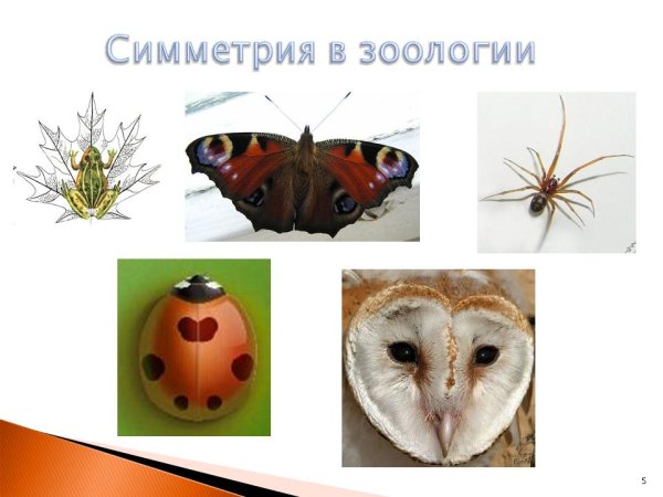 Симметрия живых организмов