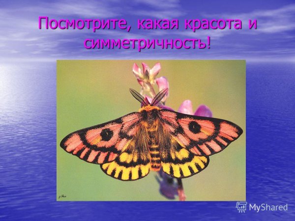 Симметрия в окружающем мире