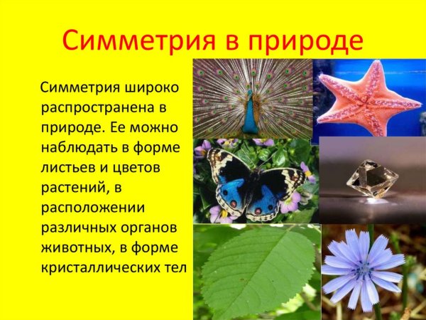 Симметрия в природе