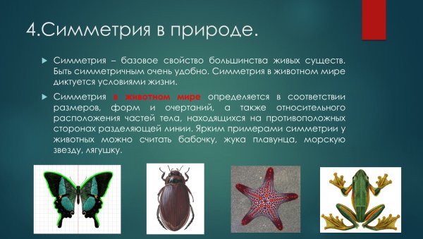 Двусторонняя симметрия в природе