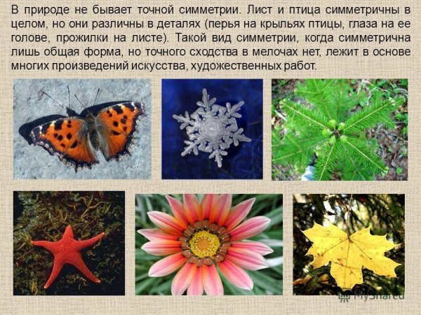 Симметрия в природе