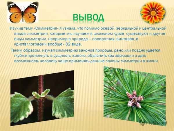 Симметрия в природе