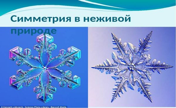 Симметрия в природе
