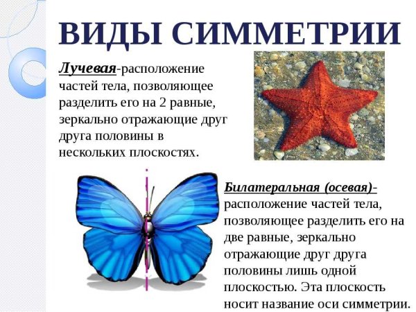 Презентация на тему симметрия