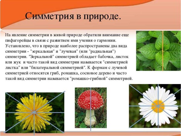 Симметрия в живой природе
