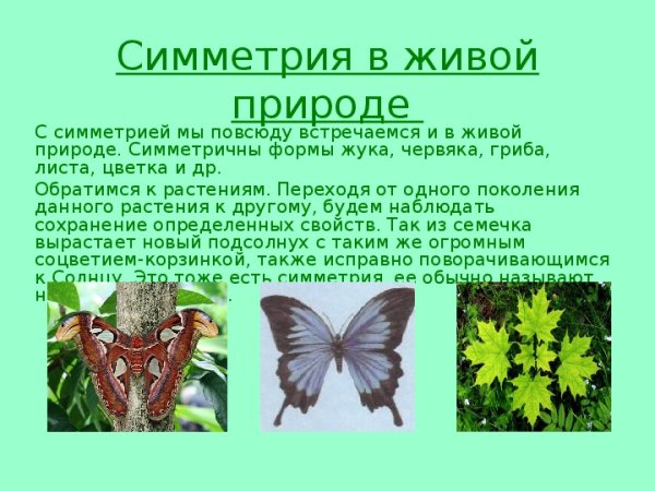 Симметрия в живой природе
