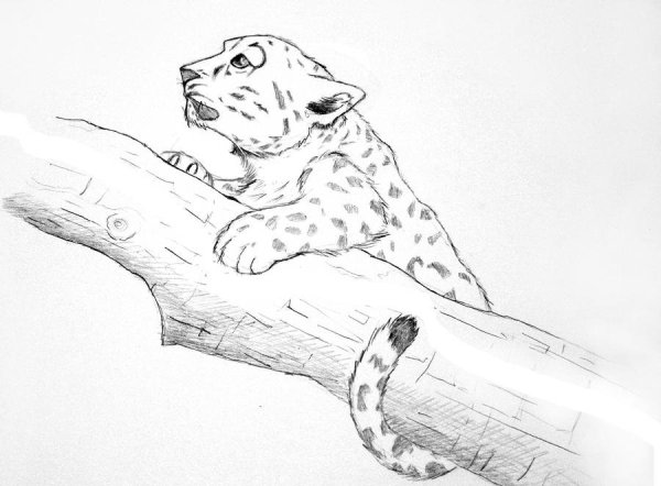 Снежный Барс рисунок карандашом для срисовки