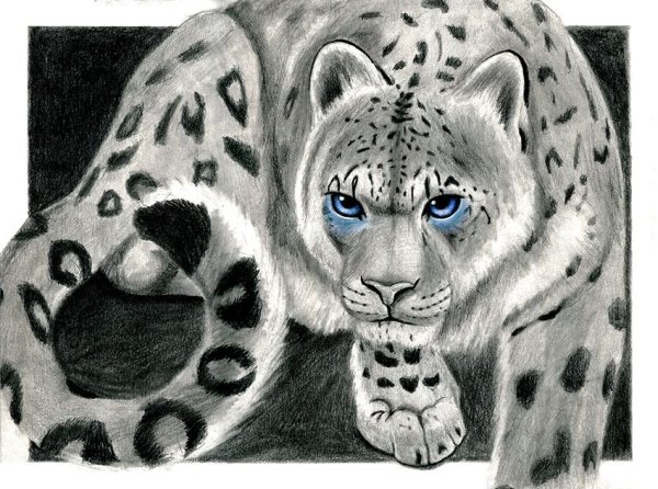 Рисование снежного Барса для детей