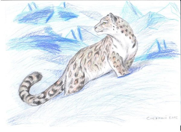 Рисунок ирбиса снежного Барса для детей