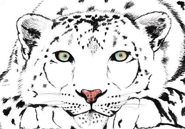 Снежный Барс для разукрашивания