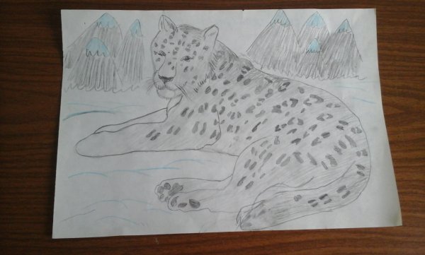 Снежный Барс для срисовки