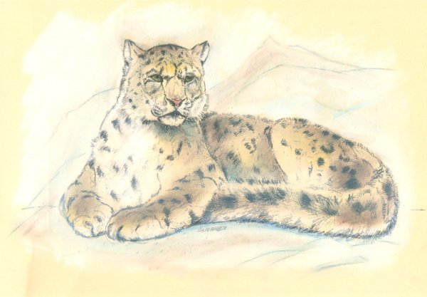 Как нарисовать снежного Барса