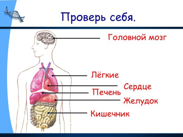 Схема внутреннее строение организма