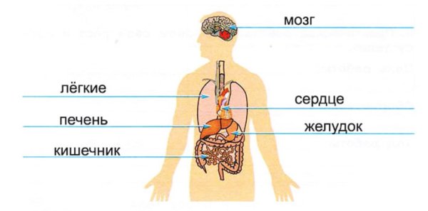 Организм человека 3 класс окружающий мир Плешаков