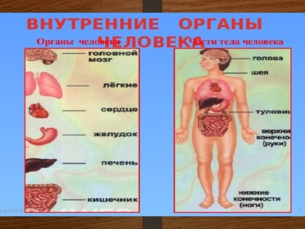 Части тела внутренние органы