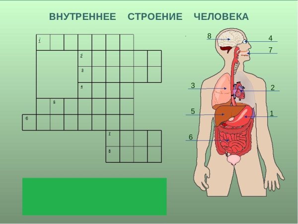 Строение человека 3 класс