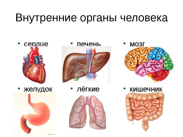 Внутренние органы человекк