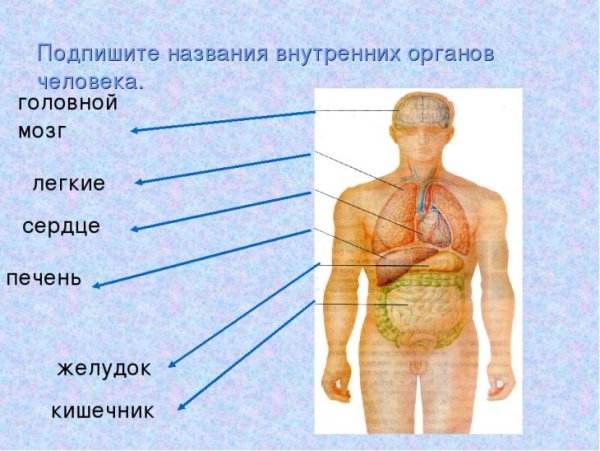 Название органов человека