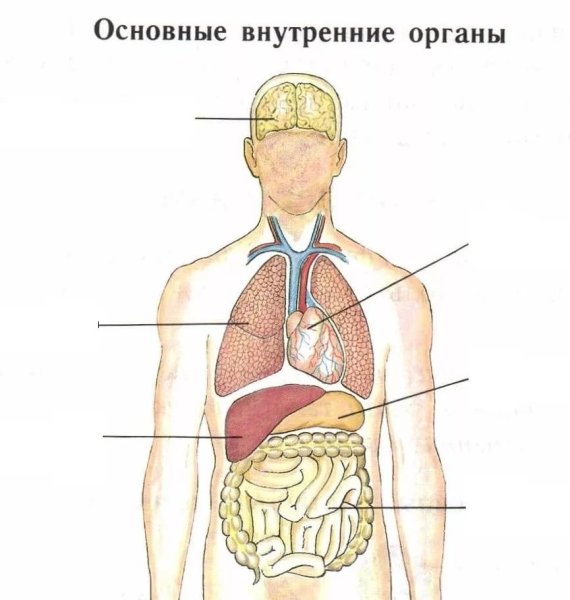 Анатомия органов брюшной полости | биржевые-записки.рф