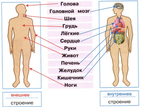 Строение человека снаружи