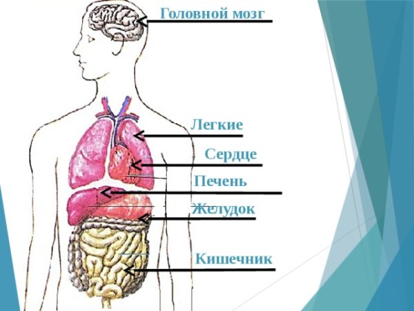 Головной мозг легкие сердце печень желудок кишечник