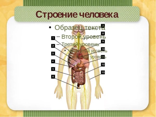 Внутреннее строение человека