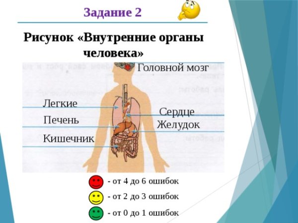 Задание Подпиши внутренние органы