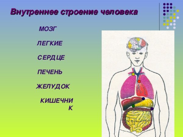 Внутреннее строение тела