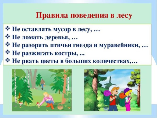 Правила поведения влес